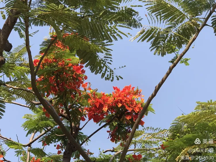 枝叶扶疏绿叶旺,火树结花展凤凰。